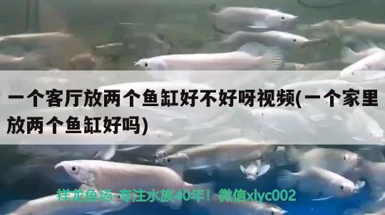 一个客厅放两个鱼缸好不好呀视频(一个家里放两个鱼缸好吗) 狗仔招财猫鱼