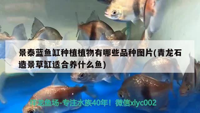 景泰蓝鱼缸种植植物有哪些品种图片(青龙石造景草缸适合养什么鱼) 祥龙进口元宝凤凰鱼