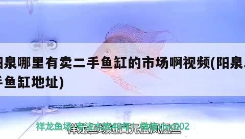 阳泉哪里有卖二手鱼缸的市场啊视频(阳泉二手鱼缸地址) 野生埃及神仙鱼 第2张