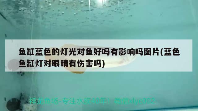 鱼缸蓝色的灯光对鱼好吗有影响吗图片(蓝色鱼缸灯对眼睛有伤害吗) 广州祥龙国际水族贸易