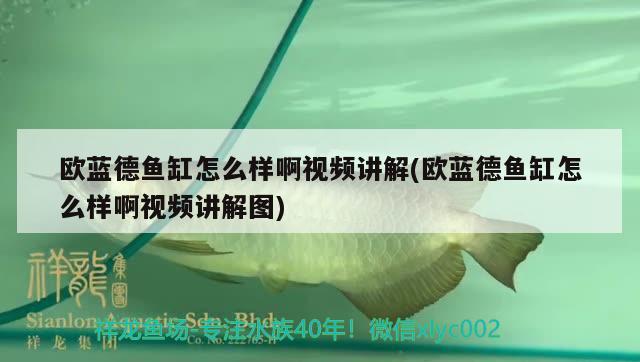 欧蓝德鱼缸怎么样啊视频讲解(欧蓝德鱼缸怎么样啊视频讲解图) 新加坡号半红龙鱼（练手级红龙鱼）