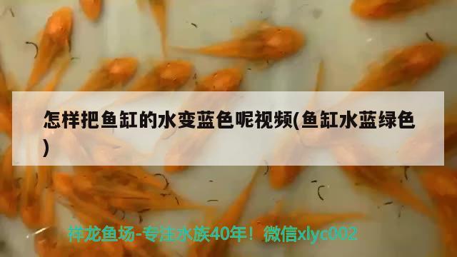 怎样把鱼缸的水变蓝色呢视频(鱼缸水蓝绿色)