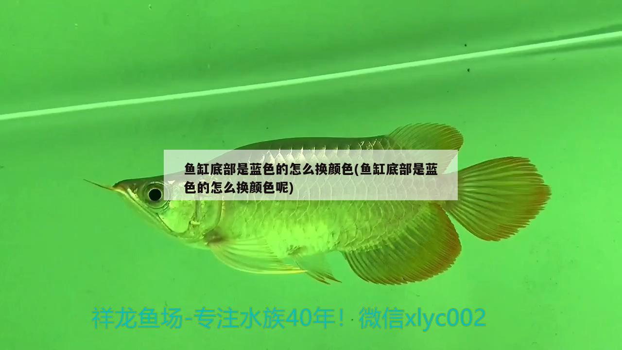 鱼缸底部是蓝色的怎么换颜色(鱼缸底部是蓝色的怎么换颜色呢) 野生地图鱼