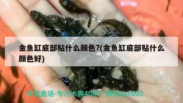 金鱼缸底部贴什么颜色?(金鱼缸底部贴什么颜色好) 鱼缸水泵