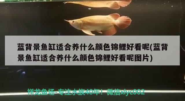 蓝背景鱼缸适合养什么颜色锦鲤好看呢(蓝背景鱼缸适合养什么颜色锦鲤好看呢图片)