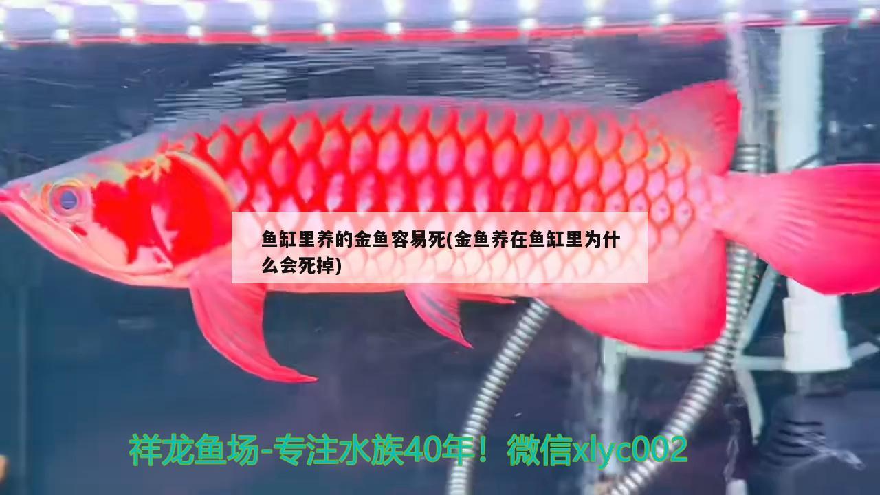 鱼缸里养的金鱼容易死(金鱼养在鱼缸里为什么会死掉) 红白锦鲤鱼