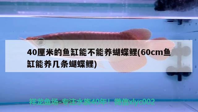 40厘米的鱼缸能不能养蝴蝶鲤(60cm鱼缸能养几条蝴蝶鲤)