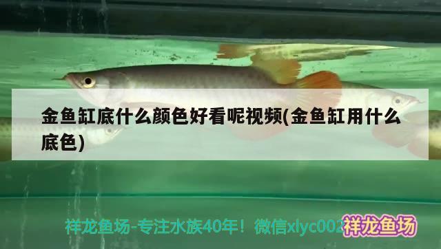 金鱼缸底什么颜色好看呢视频(金鱼缸用什么底色) 黑水素 第2张