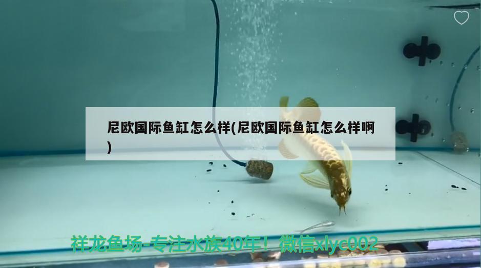 尼欧国际鱼缸怎么样(尼欧国际鱼缸怎么样啊) 广州水族批发市场