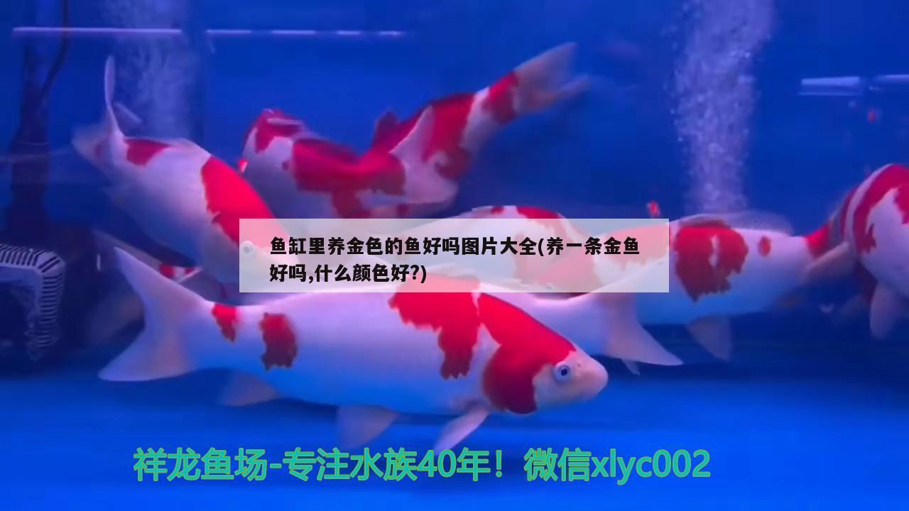 鱼缸里养金色的鱼好吗图片大全(养一条金鱼好吗,什么颜色好?) 广州水族器材滤材批发市场