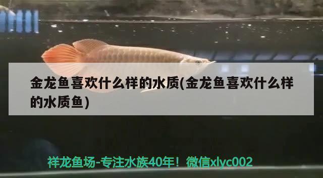 金龙鱼喜欢什么样的水质(金龙鱼喜欢什么样的水质鱼)