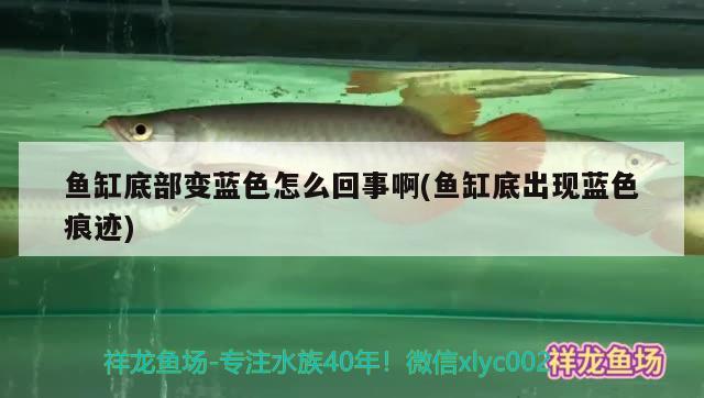 鱼缸底部变蓝色怎么回事啊(鱼缸底出现蓝色痕迹) 广州水族器材滤材批发市场