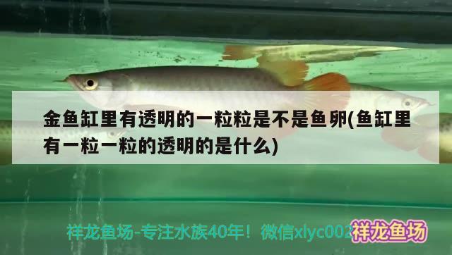 金鱼缸里有透明的一粒粒是不是鱼卵(鱼缸里有一粒一粒的透明的是什么)