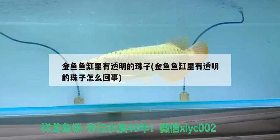 金鱼鱼缸里有透明的珠子(金鱼鱼缸里有透明的珠子怎么回事) 广州祥龙国际水族贸易