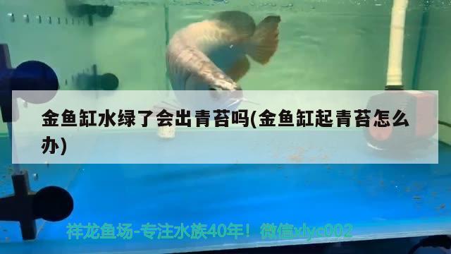 金鱼缸水绿了会出青苔吗(金鱼缸起青苔怎么办) 元宝凤凰鱼专用鱼粮