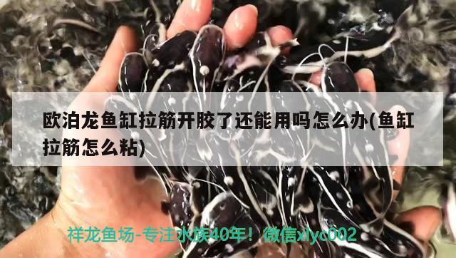 欧泊龙鱼缸拉筋开胶了还能用吗怎么办(鱼缸拉筋怎么粘) 黑帝王魟鱼