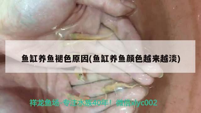 鱼缸养鱼褪色原因(鱼缸养鱼颜色越来越淡) 印尼小红龙