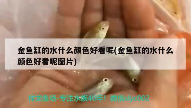 金鱼缸的水什么颜色好看呢(金鱼缸的水什么颜色好看呢图片)