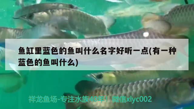 鱼缸里蓝色的鱼叫什么名字好听一点(有一种蓝色的鱼叫什么) 广州观赏鱼鱼苗批发市场