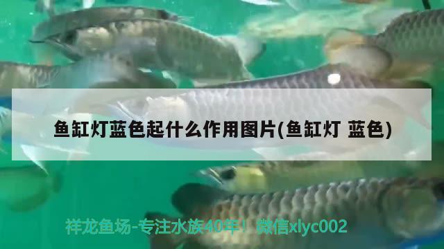 鱼缸灯蓝色起什么作用图片(鱼缸灯蓝色)