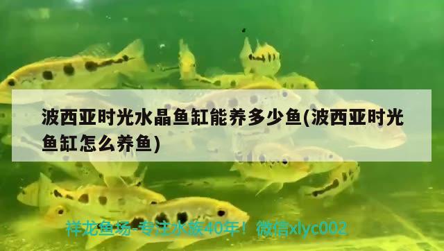 波西亚时光水晶鱼缸能养多少鱼(波西亚时光鱼缸怎么养鱼)