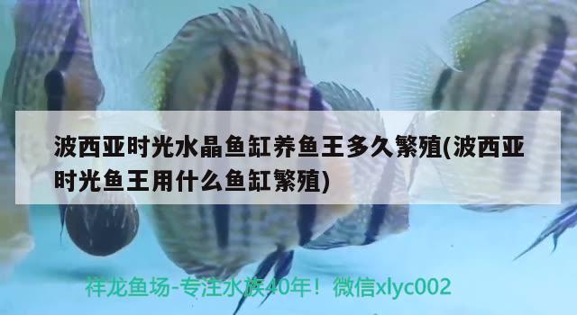 波西亚时光水晶鱼缸养鱼王多久繁殖(波西亚时光鱼王用什么鱼缸繁殖) 观赏鱼鱼苗