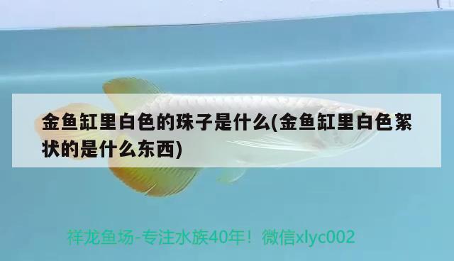 金鱼缸里白色的珠子是什么(金鱼缸里白色絮状的是什么东西) 飞凤鱼苗