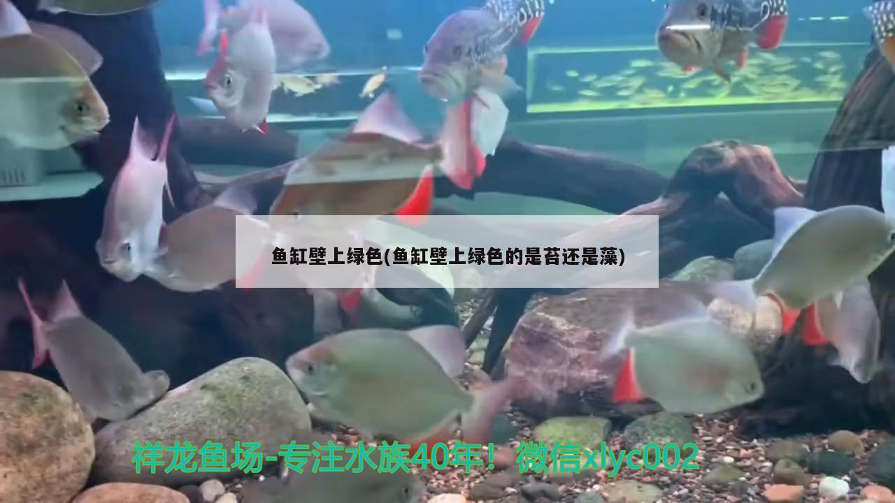 鱼缸壁上绿色(鱼缸壁上绿色的是苔还是藻)