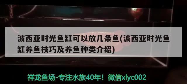 波西亚时光鱼缸可以放几条鱼(波西亚时光鱼缸养鱼技巧及养鱼种类介绍)