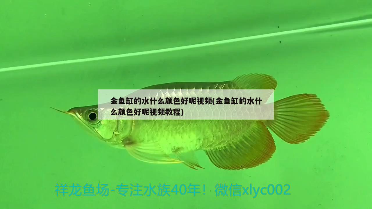 金鱼缸的水什么颜色好呢视频(金鱼缸的水什么颜色好呢视频教程)