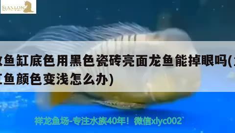 改鱼缸底色用黑色瓷砖亮面龙鱼能掉眼吗(鱼缸鱼颜色变浅怎么办)