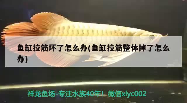 鱼缸拉筋坏了怎么办(鱼缸拉筋整体掉了怎么办) 水族维护服务（上门）