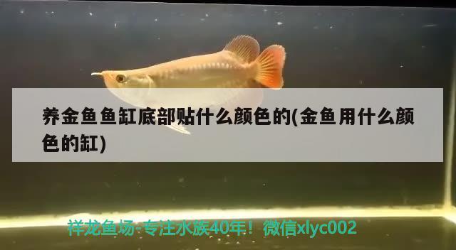 养金鱼鱼缸底部贴什么颜色的(金鱼用什么颜色的缸)