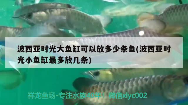 波西亚时光大鱼缸可以放多少条鱼(波西亚时光小鱼缸最多放几条)