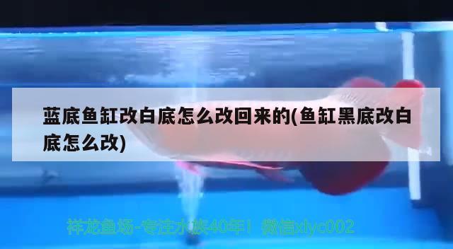 蓝底鱼缸改白底怎么改回来的(鱼缸黑底改白底怎么改)