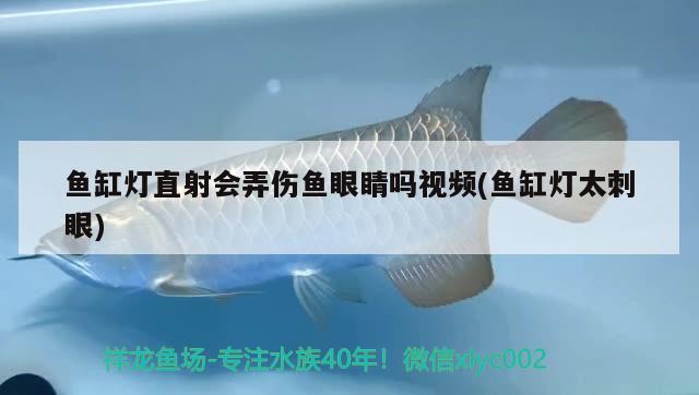 鱼缸灯直射会弄伤鱼眼睛吗视频(鱼缸灯太刺眼) 水族世界