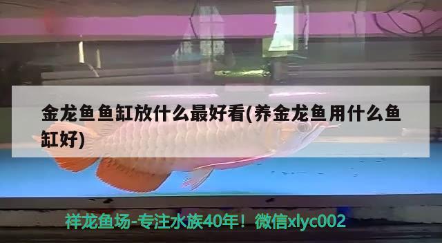 金龙鱼鱼缸放什么最好看(养金龙鱼用什么鱼缸好)