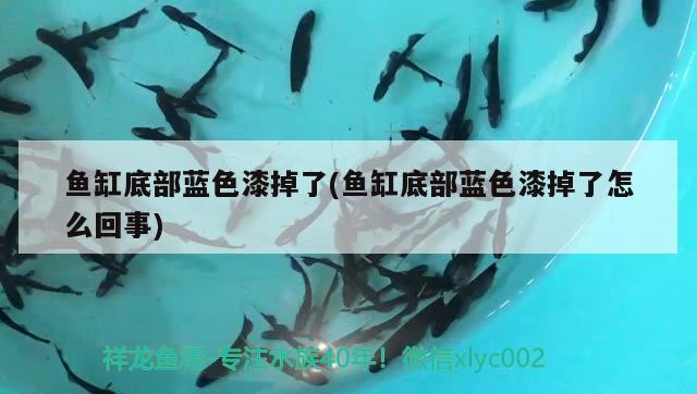 鱼缸底部蓝色漆掉了(鱼缸底部蓝色漆掉了怎么回事) 哥伦比亚巨暴鱼苗