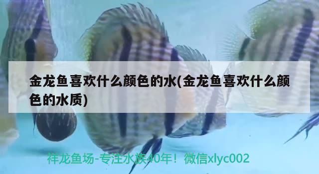 金龙鱼喜欢什么颜色的水(金龙鱼喜欢什么颜色的水质) 其它水族用具设备 第2张