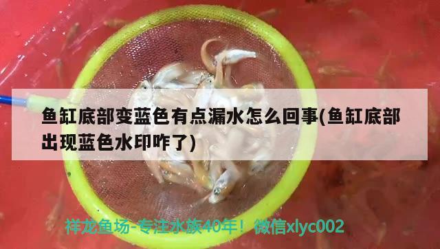 鱼缸底部变蓝色有点漏水怎么回事(鱼缸底部出现蓝色水印咋了) 观赏鱼企业目录 第2张