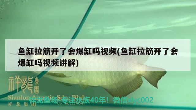 鱼缸拉筋开了会爆缸吗视频(鱼缸拉筋开了会爆缸吗视频讲解) 照明器材