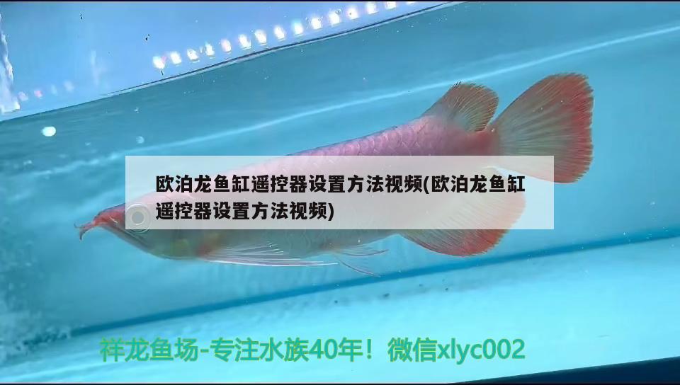 欧泊龙鱼缸遥控器设置方法视频(欧泊龙鱼缸遥控器设置方法视频) 三间鼠鱼