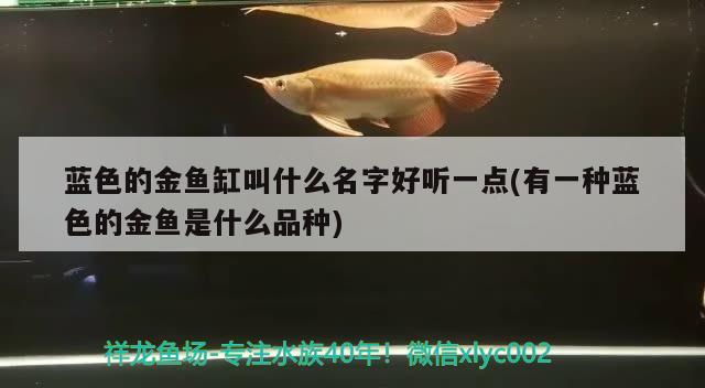 蓝色的金鱼缸叫什么名字好听一点(有一种蓝色的金鱼是什么品种)