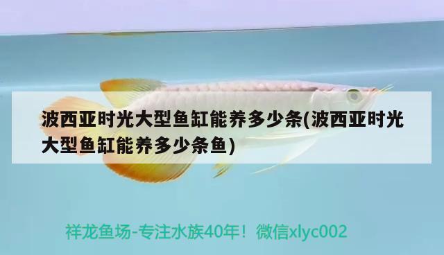 波西亚时光大型鱼缸能养多少条(波西亚时光大型鱼缸能养多少条鱼) 成吉思汗鲨（球鲨）鱼