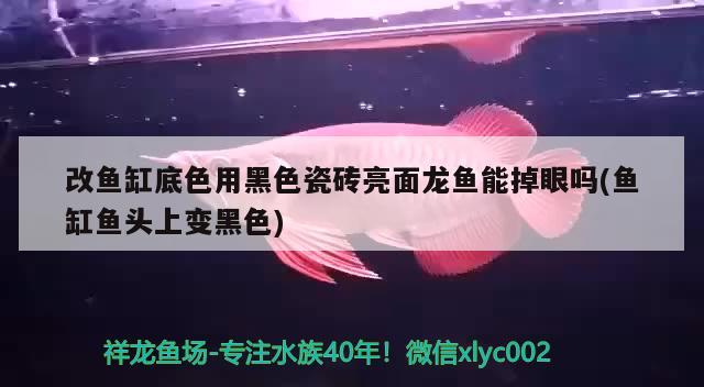 改鱼缸底色用黑色瓷砖亮面龙鱼能掉眼吗(鱼缸鱼头上变黑色) 翡翠凤凰鱼