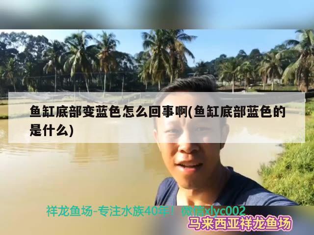 鱼缸底部变蓝色怎么回事啊(鱼缸底部蓝色的是什么) 翡翠凤凰鱼