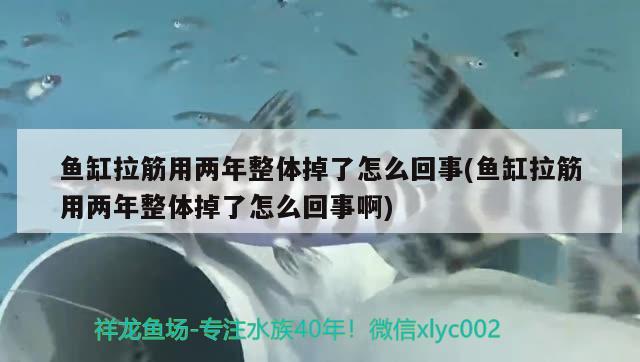 鱼缸拉筋用两年整体掉了怎么回事(鱼缸拉筋用两年整体掉了怎么回事啊) 雪龙鱼