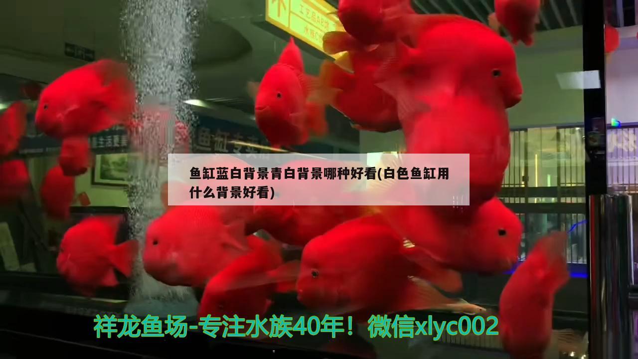 鱼缸蓝白背景青白背景哪种好看(白色鱼缸用什么背景好看) 电鳗