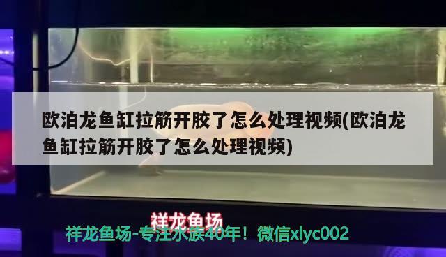 欧泊龙鱼缸拉筋开胶了怎么处理视频(欧泊龙鱼缸拉筋开胶了怎么处理视频) 养鱼知识 第1张