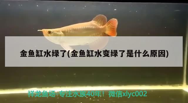 金鱼缸水绿了(金鱼缸水变绿了是什么原因) 福魟魟鱼